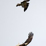 11SB9248 Osprey Harrassing a Bald Eagle